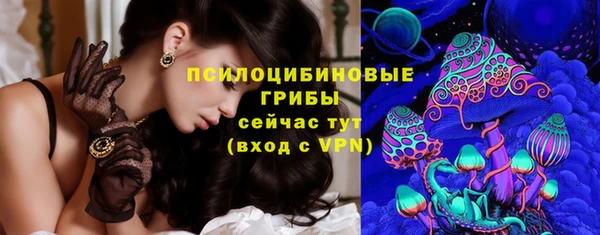 сатива Новозыбков