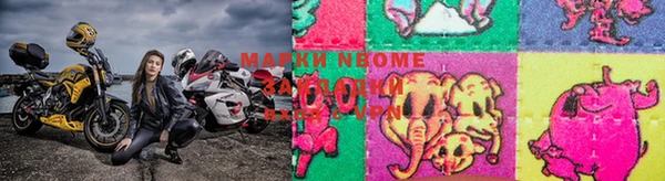 сатива Новозыбков